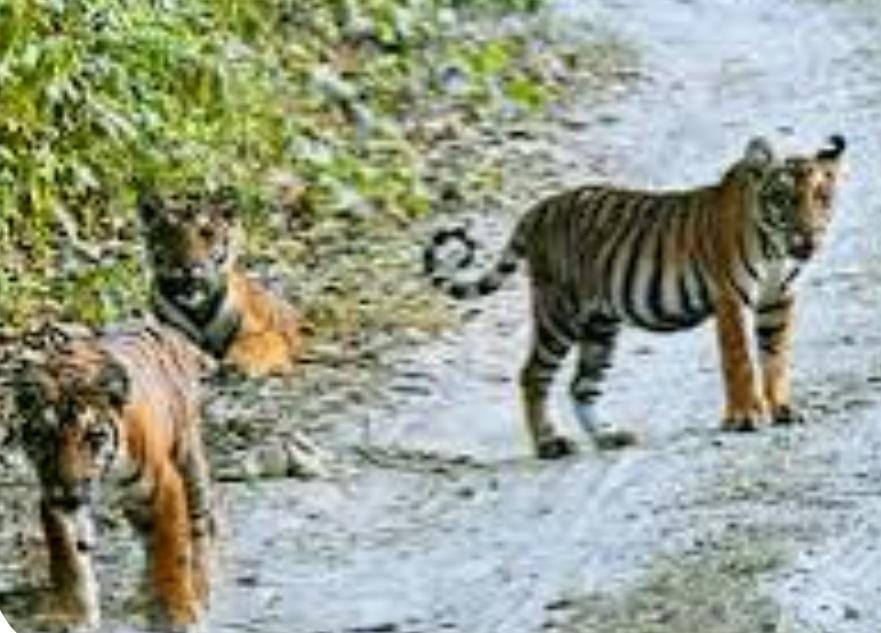 शेरों की आमद से केकराडीह में दहशत