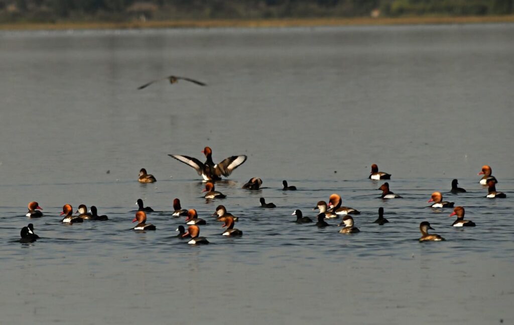 बिलासपुर में प्रदेश का पहला रामसर साइट बना कोपरा जलाशय