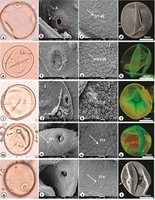 गंगा के मैदानी क्षेत्रों में कृषि इतिहास की नई परतें उजागर: परागकण विश्लेषण से मिला सटीक वैज्ञानिक आधार